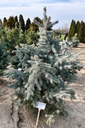 Picea pungens 'Baby Blue Eyes'