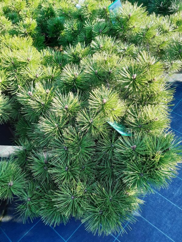 Pinus densiflora 'Jane Kluis' - Borovica hustokvetá