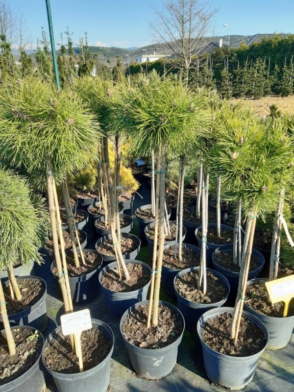 Pinus densiflora 'Jane Kluis' - Borovica hustokvetá