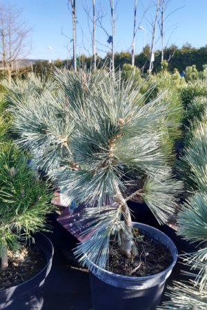 Pinus flexilis 'Cessarini Blue' - Borovica ohybná