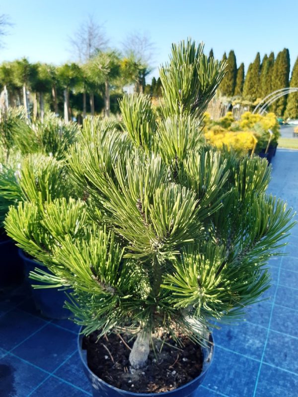 Pinus heldreichii 'Compacta' - Borovica Heldreichova