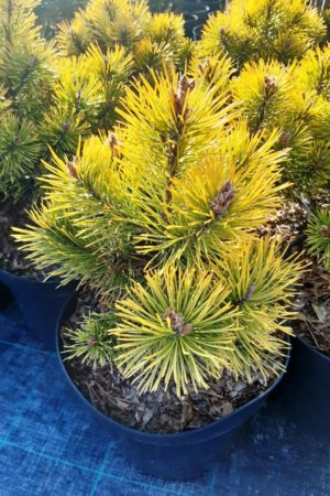 Pinus mugo 'Golden Glow' - Borovica horská