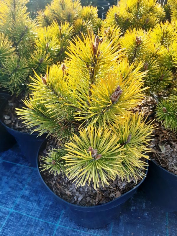 Pinus mugo 'Golden Glow' - Borovica horská