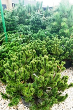 Pinus mugo var. pumilio