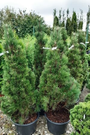 Pinus nigra 'Richard'
