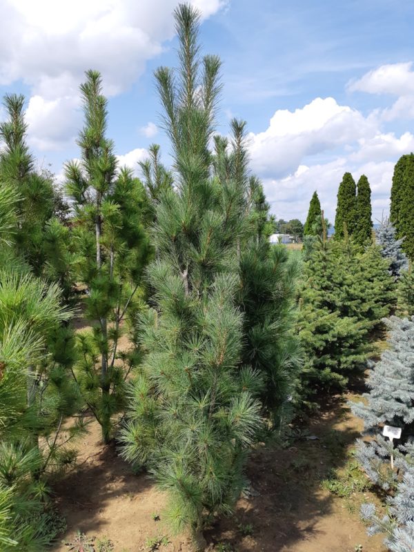 Pinus strobus 'Stowe Pillar' - Borovica hladká