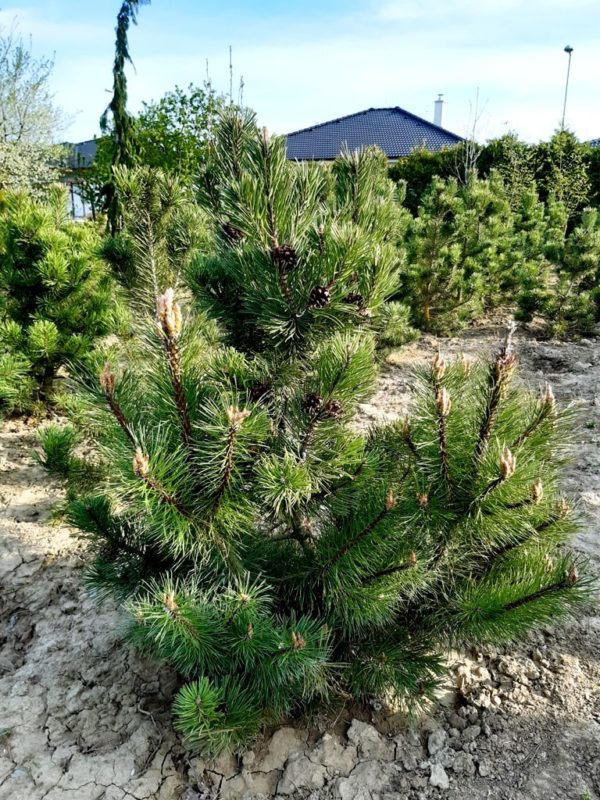 Pinus uncinata 'Pyramidata'