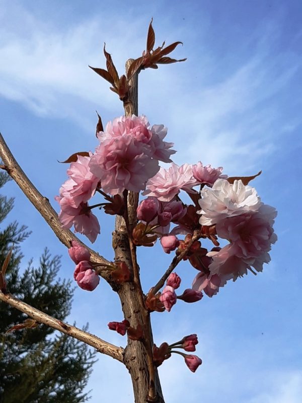 Prunus serrulata 'Kanzan' - Image 2