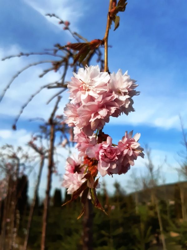 Prunus serrulata 'Kiku-Shidare-zakura' - Image 2