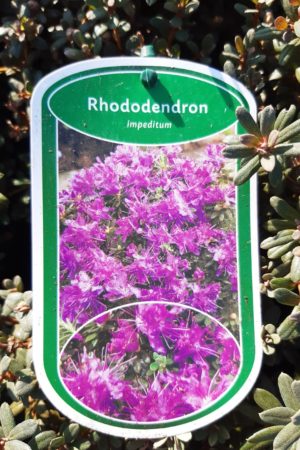 Rhododendron impeditum - Rododendron