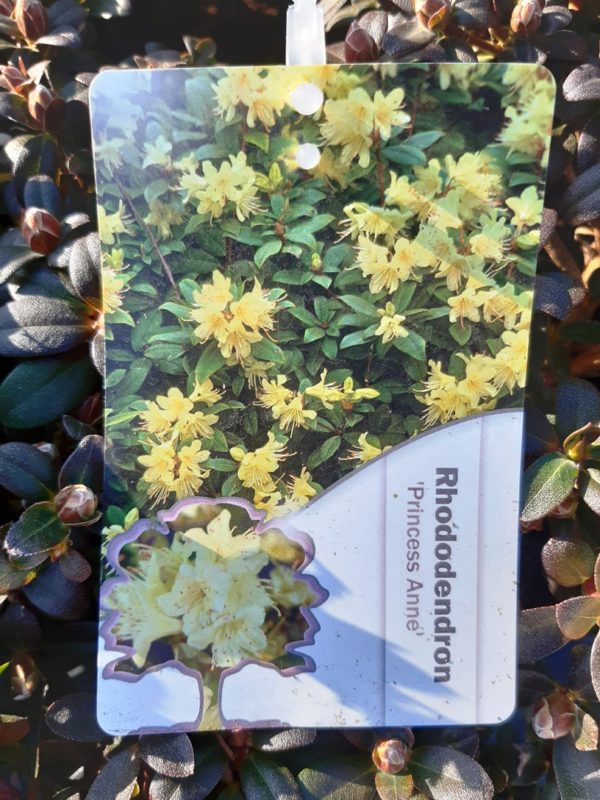 Rhododendron 'Princess Anne' - Rododendron