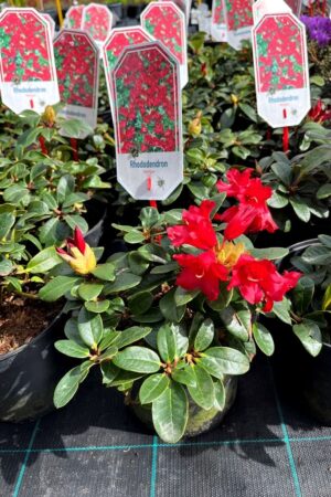 Rhododendron repens 'Bengal'