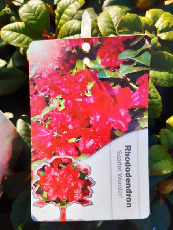 Rhododendron repens 'Scarlet Wonder' - Rododendron  zakrsnutý