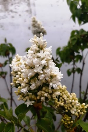 Syringa vulgaris 'Madame Lemoine'