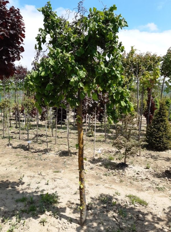 Corylus avellana 'Contorta' (kmeň)