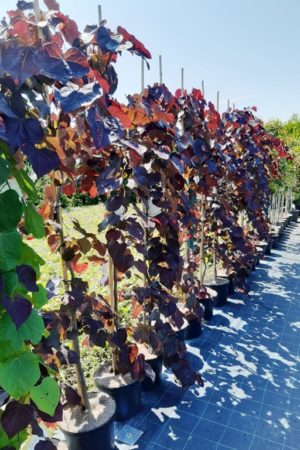 Cercis canadensis 'Ruby Falls'