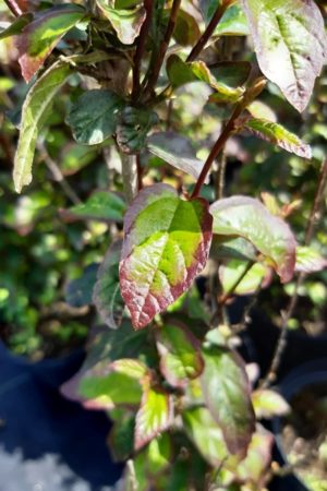 Parrotia persica 'Persian Spire'