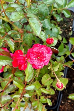 Rosa 'The Fairy'