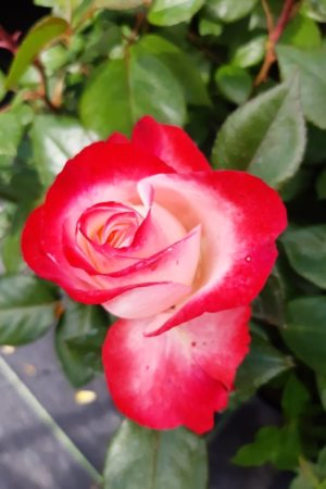 Rosa - kríková (sorty)