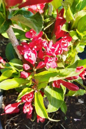 Weigela florida 'Red Prince'
