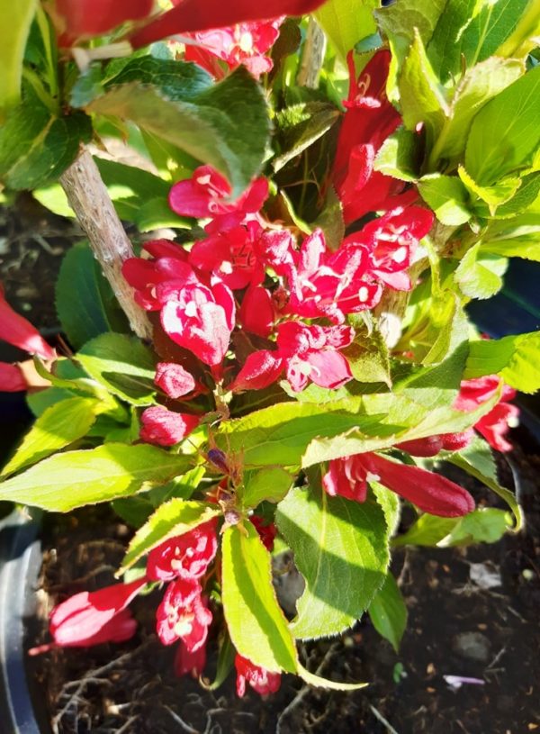 Weigela florida 'Red Prince'