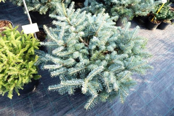 Abies koreana 'Tanja'