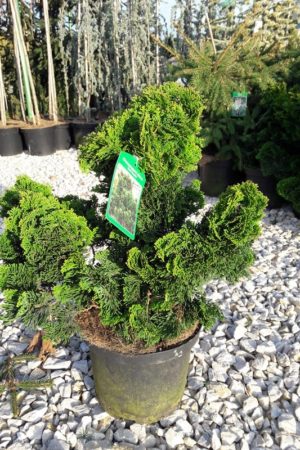 Chamaecyparis obtusa 'Nana Gracilis'