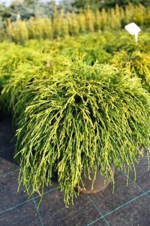 Chamaecyparis pisifera 'Sungold'