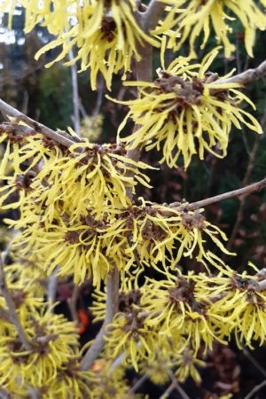 Hamamelis intermedia 'Westerstede'