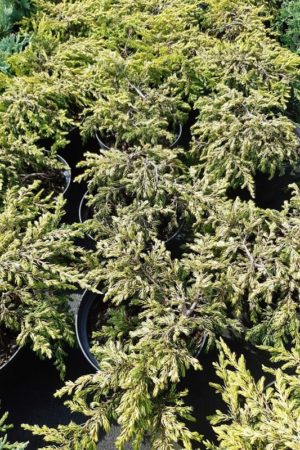 Juniperus communis 'Goldschatz'