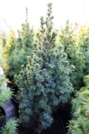 Picea glauca 'Sanders Blue'