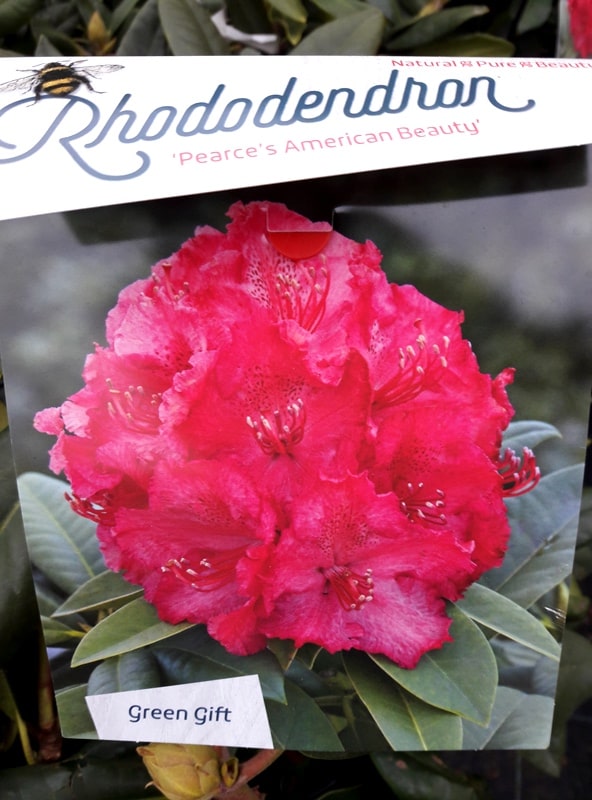 Rhododendron Pearce S American Beauty Zahradnictvo Peter Dedik