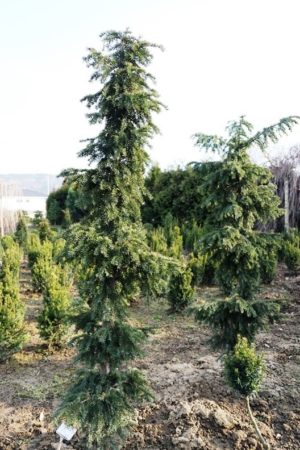Taxus baccata 'Dovastoniana'