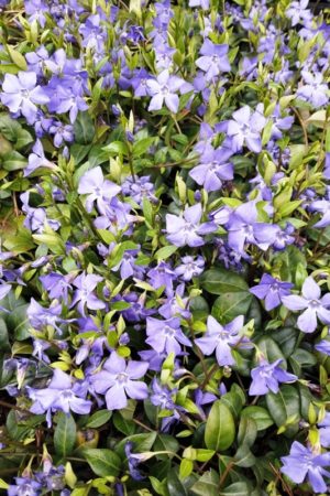 Vinca minor