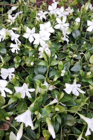 Vinca minor 'Gertrude Jekyll'
