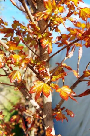 Acer x orientalia 'Minorient'