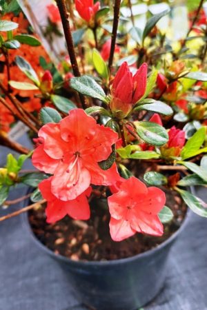 Azalea japonica 'Geisha Orange'