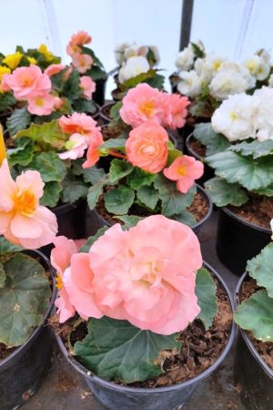 Begonia tuberhybrida