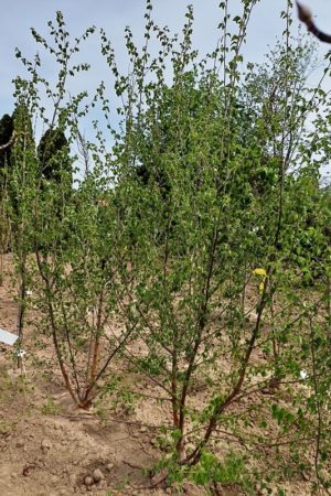 Betula nigra 'Black Star'