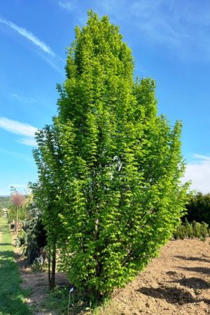 Carpinus betulus 'Fastigiata'