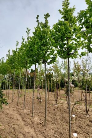 Carpinus betulus 'Frans Fontaine'