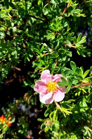 Potentilla fruticosa 'Pink Queen'