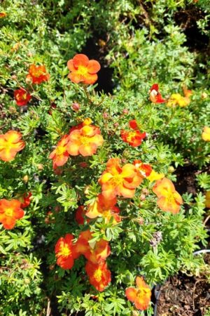 Potentilla fruticosa 'Red Ace'