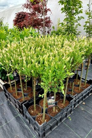Salix integra 'Hakuro-nishiki'