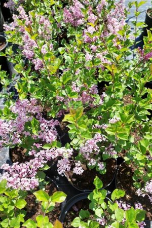 Syringa meyeri 'Palibin'