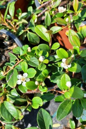 Cotoneaster dammeri 'Major'