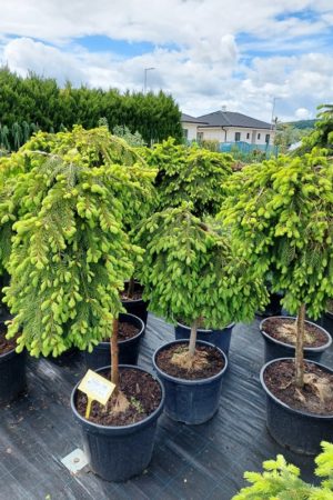 Picea abies 'Formanek'