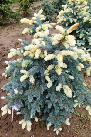 Picea pungens 'Bialobok'