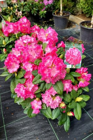 Rhododendron 'Germania'
