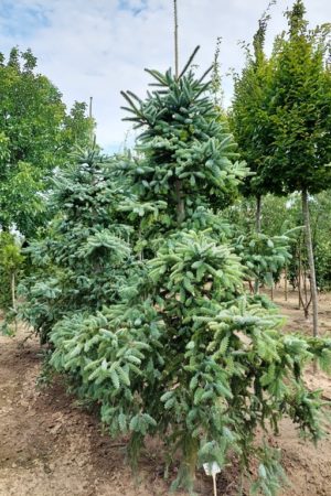 Abies pinsapo 'Glauca'